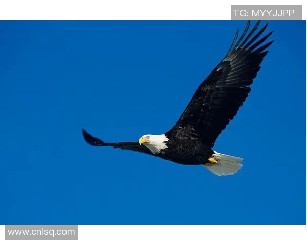 《翱翔天际的王者老鹰探索其独特飞行技巧与生存智慧》